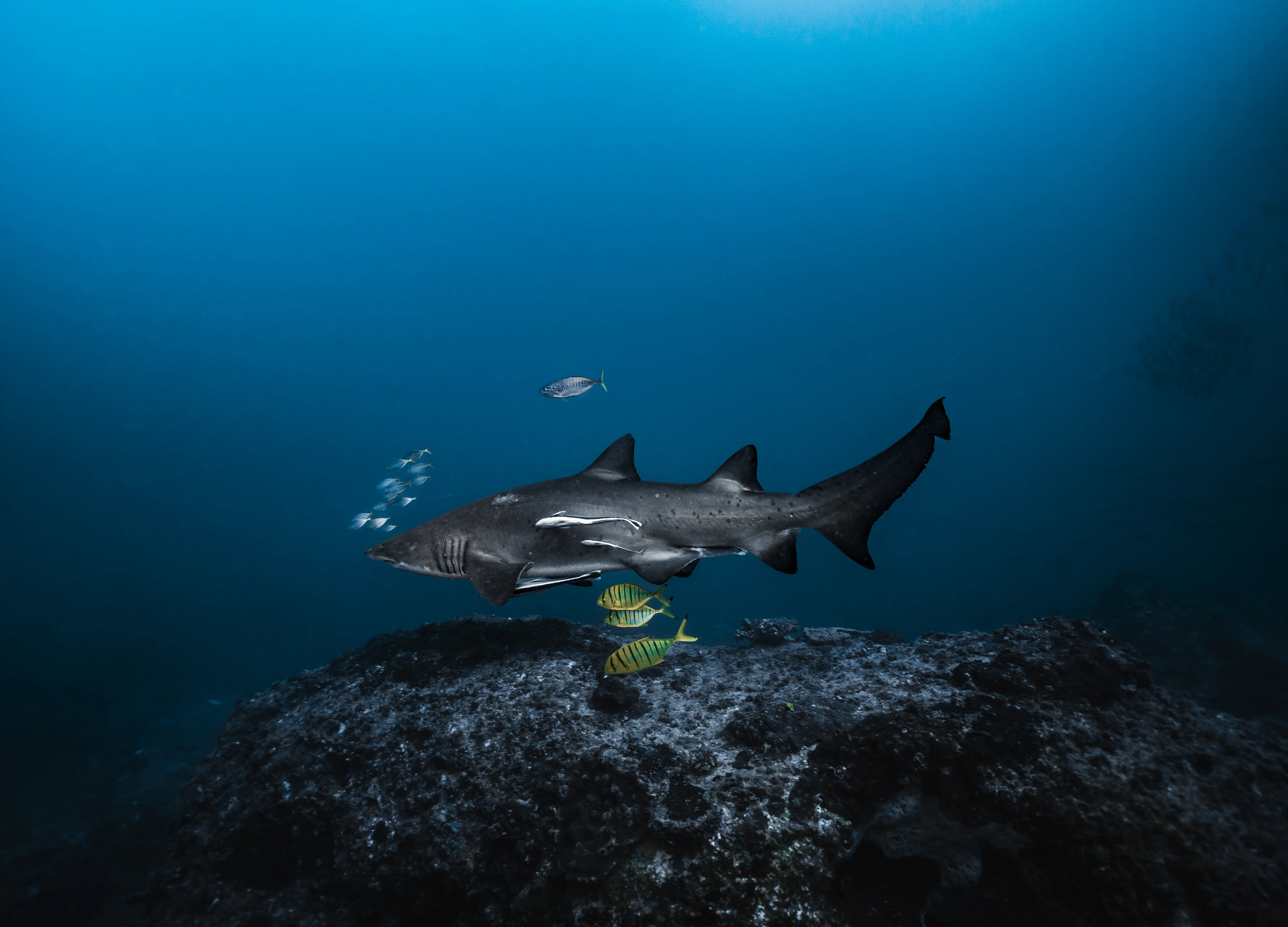Sunshine Coast's first Marine BioBlitz a stunning success